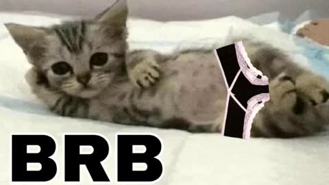 miko3 online show from 12-14-25, 08:46