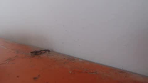 Alexamdergal online show from 11-24-25, 12:21