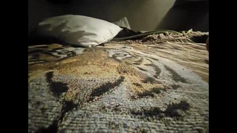 Snapshot of allnikkiallday1 chatting on 01-18-25, 08:41 Allnikkiallday1 online show from 01-18-25, 08:41