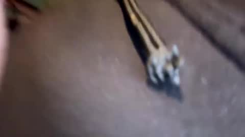 Snapshot of amature59 chatting on 01-17-25, 03:11 Jamesy online show from 01-17-25, 03:11