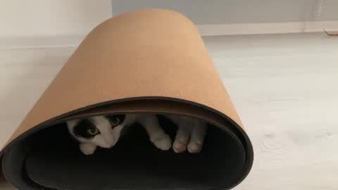 Snapshot of anntics_ chatting on 10-12-25, 08:57 N antics online show from 10-12-25, 08:57