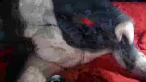 Snapshot of biggrey66 chatting on 12-14-24, 04:34 biggrey66 online show from 12-14-24, 04:34