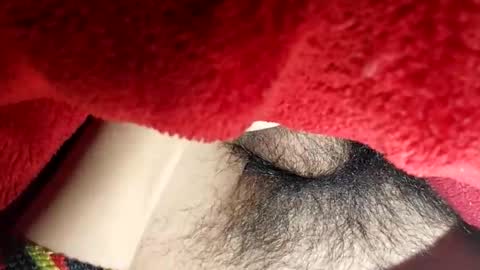 Boloski7 online show from 12-20-25, 06:42