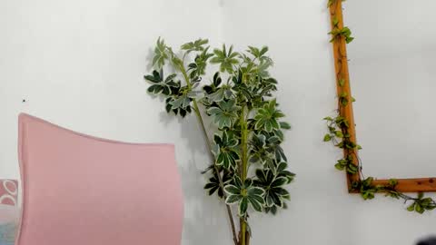   online show from 12-16-25, 11:54