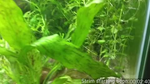 Booker Baxton online show from 12-18-24, 04:09