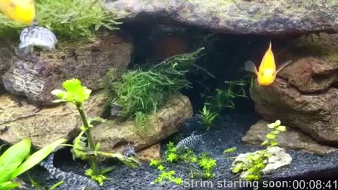 Booker Baxton online show from 01-04-25, 04:01