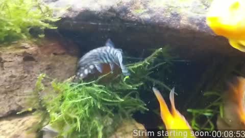 Booker Baxton online show from 01-10-25, 04:01