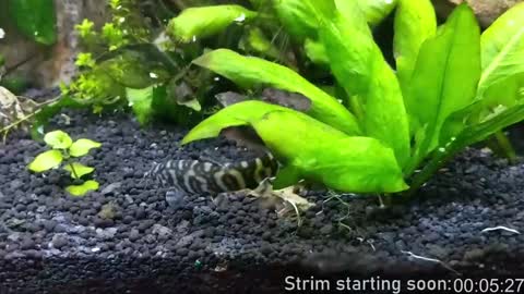 Booker Baxton online show from 01-18-25, 04:04