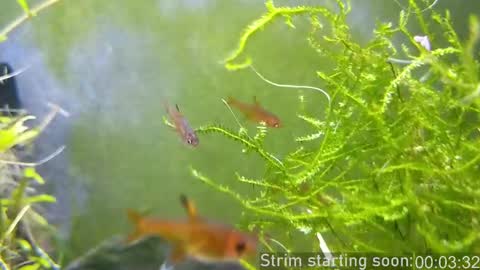 Booker Baxton online show from 03-02-25, 04:07