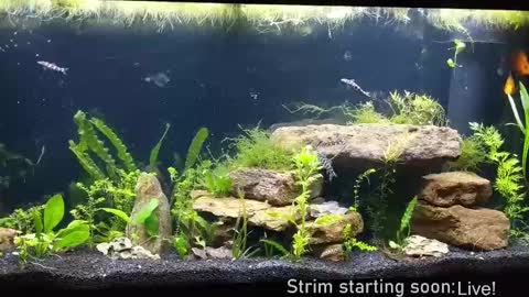 Booker Baxton online show from 09-19-25, 03:08