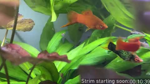 Booker Baxton online show from 10-28-25, 02:59