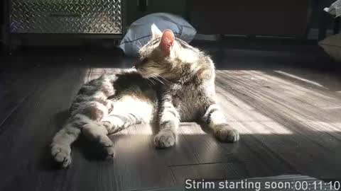 Booker Baxton online show from 12-02-25, 03:56