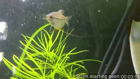 Booker Baxton online show from 01-14-26, 04:07