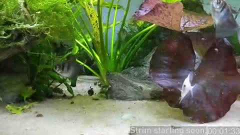 Booker Baxton online show from 01-17-26, 04:06