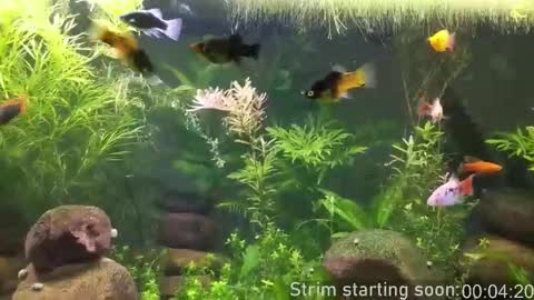 Booker Baxton online show from 02-04-26, 04:07