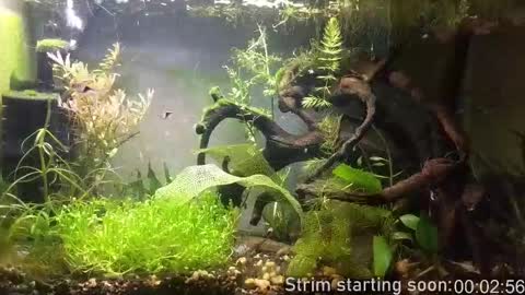 Booker Baxton online show from 02-13-26, 04:08