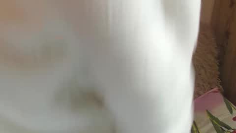 Snapshot of candylady13 chatting on 12-14-24, 11:39 say meow and send tips online show from 12-14-24, 11:39