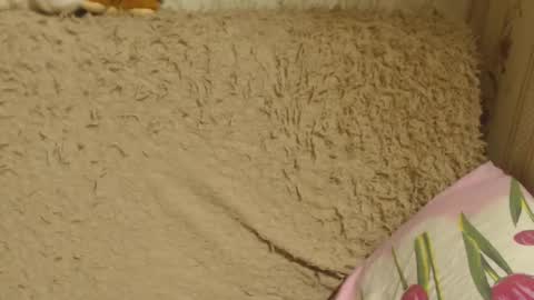 Snapshot of candylady136 chatting on 12-18-24, 06:14 say meow and send tip online show from 12-18-24, 06:14