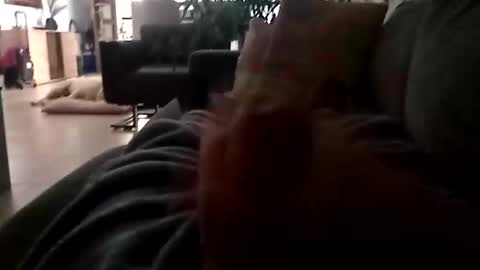 carlitito1 online show from 11-23-25, 07:08