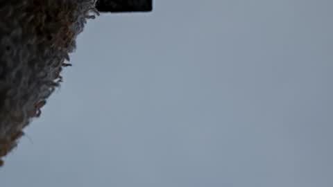 cheffydl online show from 11-09-25, 12:47