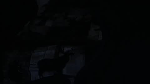 cooley77701 online show from 02-05-26, 10:42