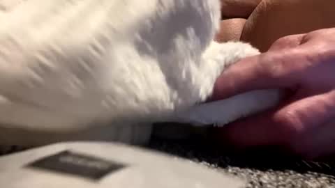 Snapshot of cumsinmealot chatting on 01-25-25, 08:42 Aprilia online show from 01-25-25, 08:42