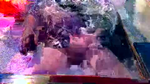 dabaatendae online show from 02-02-25, 10:17