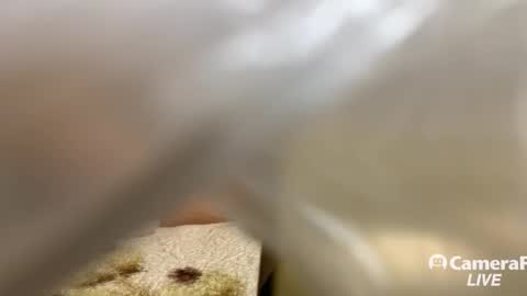 Snapshot of daddybigwhitecock chatting on 11-14-25, 05:11 Tommy online show from 11-14-25, 05:11