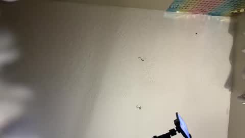 Dani Dragon online show from 02-08-25, 10:50