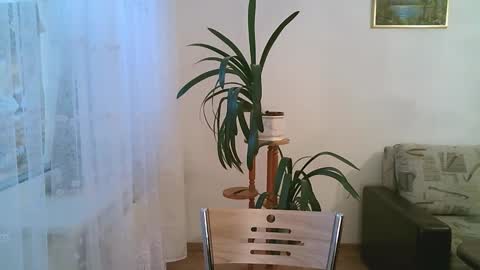 Snapshot of dartanjanas chatting on 12-01-25, 11:15 Dario online show from 12-01-25, 11:15