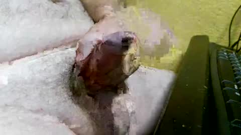 didyoujustseethat online show from 10-07-25, 06:10