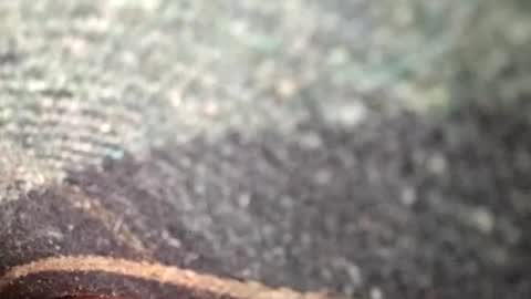 dyno online show from 11-12-25, 01:39