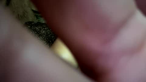 dove_love22 online show from 11-21-25, 02:43