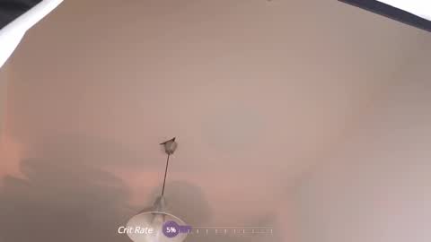 elliefrost online show from 02-12-25, 12:37