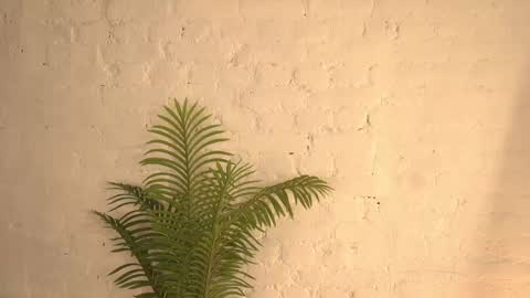 elliefrost online show from 03-11-25, 12:22