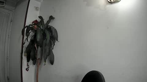 evacollins12 online show from 12-22-24, 02:28