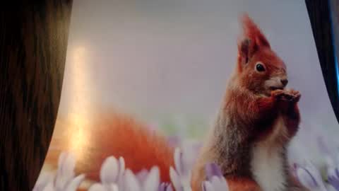 Snapshot of galera100 chatting on 03-03-26, 08:31 galera100 online show from 03-03-26, 08:31