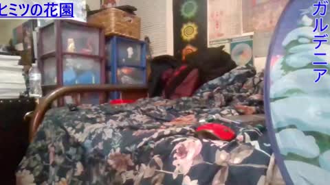 Gardenia online show from 02-26-25, 07:53