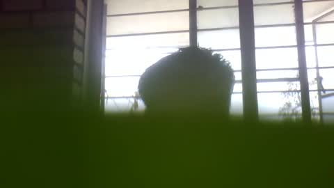 Grey Stud online show from 02-24-25, 05:22