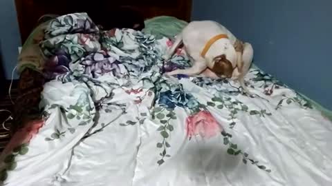 hippiesoul204 online show from 02-15-25, 12:26