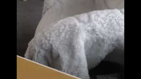 sissy gurl online show from 12-12-24, 05:04