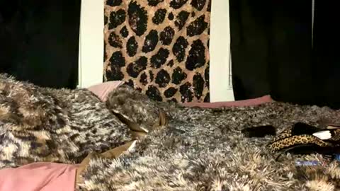 Snapshot of jeddahdolly chatting on 11-28-25, 12:24 jeddahdolly online show from 11-28-25, 12:24