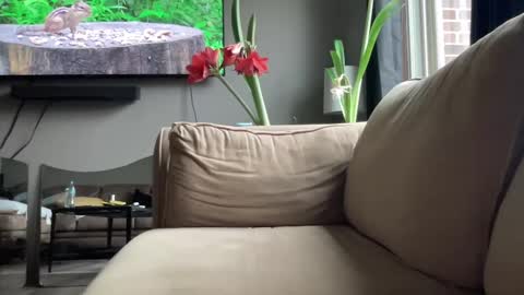 joshperrygoon online show from 12-14-24, 04:31