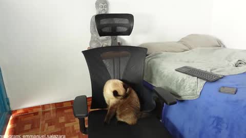 kite__ online show from 12-23-24, 03:44