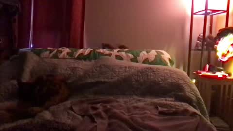 Snapshot of kitejackdaw chatting on 12-08-24, 09:52 Kite Jackdaw Bi Trans Man online show from 12-08-24, 09:52