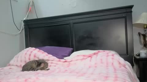 Snapshot of kittykat_1999 chatting on 02-26-26, 05:06 kittykat 1999 online show from 02-26-26, 05:06