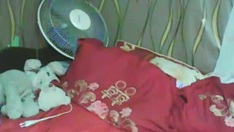 LadyXSnakes online show from 01-11-25, 03:31