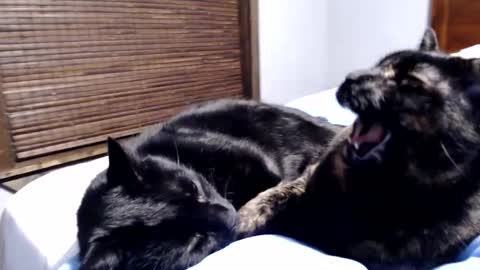 Snapshot of lancehardin chatting on 12-12-24, 12:38 Lance online show from 12-12-24, 12:38