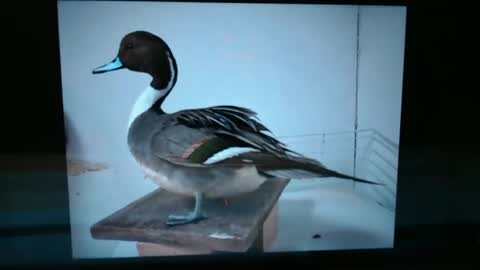 Snapshot of lancehardin chatting on 01-13-25, 01:02 Lance online show from 01-13-25, 01:02