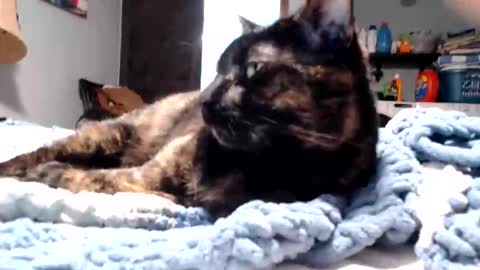 Lance online show from 03-11-26, 11:11